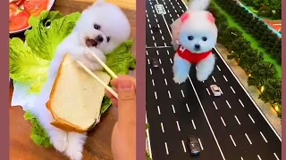 Funny and Cute Dog  😍🐶| Funny Puppy Videos #5