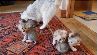 Cat carries kittens back to the box and does not allow you to meet dad cat