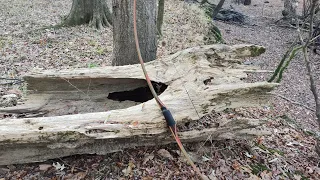 Exploring with the Longbow   A day in the swamp