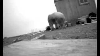 Polar Bear at Cooper Island research structure