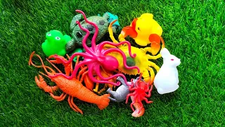 Water world animals and Wild Animals Collection Toys Video -octopus starfish | Farm and Wild animals