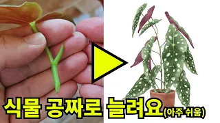 식물 공짜로 늘려요(아주 쉬움) ㅣ 베고니아 마큘라타 번식 과정 근황ㅣbegonia maculata propagation