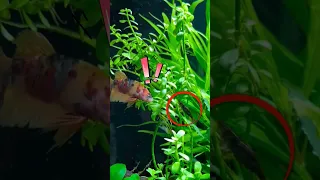 Shrimp vs My Angry Betta fish #bettafish #shrimps #fishtank