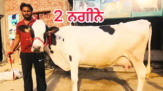 ਇੱਕੋ ਘਰੇ 2 ਖੂਬਸੁਰਤ ਗਾਵਾਂ ਸੇਲ - top class cow for sale (9-5-2024)