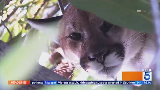 Los Angeles homeowner startled to find mountain lion staring at her
