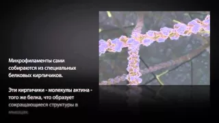 Внутренняя жизнь клетки The Inner Life of the Cell (с комментариями)