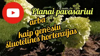 Kaip aš genėsiu šluotelines hortenzijas. Kaip naudotis Youtube.