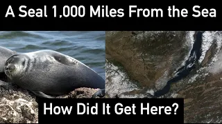 How Did Seals Get to Lake Baikal?