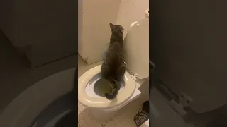 Hilarious cat takes potty training to new heights