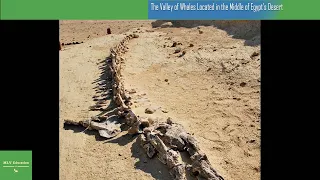 1Things You Should Know About The Valley of Whales Located in the Middle of Egypt’s Desert