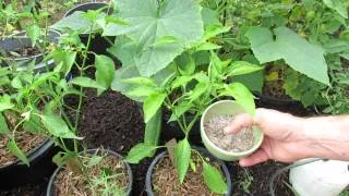 Cucumber Plant Maintenance: Nutrients, Disease and Pests - The Rusted Garden 2013