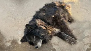 He was left alone beside the stream sadness waiting for dying after many years served his owner!