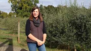 The GROW Project Presents: Olives - Tree to Table