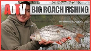 How To Catch Big Roach - Roach Fishing Rigs, Tips & Tactics