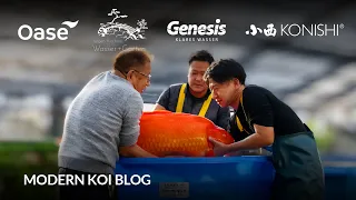 Modern Koi Blog #6339 - Live aus Japan: Die bis zu 106 cm großen Monster aus Komori