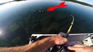 Cessna 180 fishing/camping trip! Caught one of the rarest trout in the world!  (crystal clear pond)