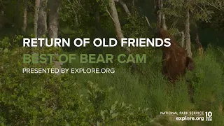 856, 775 Lefty, 480 Otis and More Old Friends Return to Brooks River | Best of Bear Cam