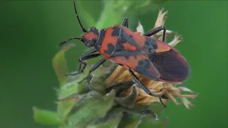 Steklokrila stenica - Corizus hyoscyami (Linnaeus, 1758)