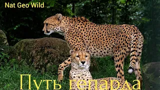 Nat Geo Wild.Путь гепарда.