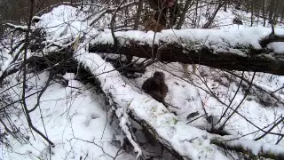 Охота на енотовидную собаку с лайкой.