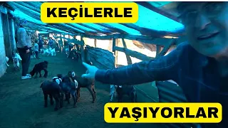 KEÇİLERLE KAZANAN VE YAŞAYAN AİLE (Bu Kıl Keçileri 100 Yıllık)