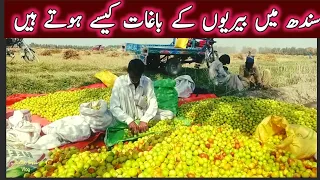 Rural Village Life Sindh||rural Sindh Mein Beri Ke Bagay||Sindhi Culture||Budho Siyal Vlog