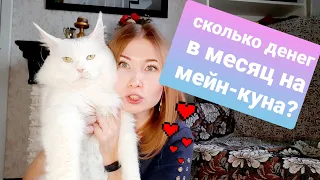 ЖИЗНЬ С МЕЙН-КУНАМИ / СКОЛЬКО ДЕНЕГ В МЕСЯЦ УХОДИТ НА МЕЙН-КУНА?