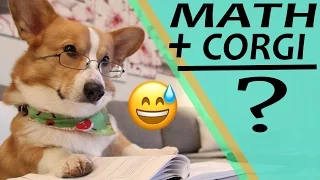 Impossible MATH - Topi the Corgi