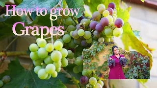 How to grow Grapes | My UK garden experience