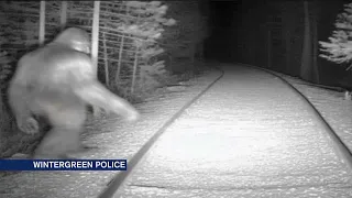 Wintergreen police weigh-in on Bigfoot sightings