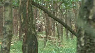 HIRSCHBRUNFT 2021  Frust Abbau oder Bearbeitung einer Kiefer