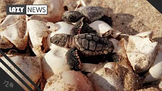 Florida men caught stealing 93 sea turtle eggs, report says