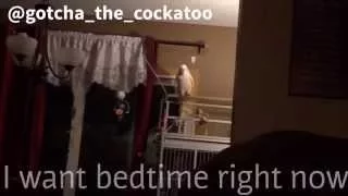 Gotcha really wants to go to bed! Lol *subtitles included*