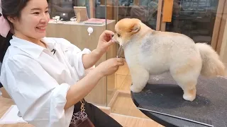 [애니살롱] 털찐줄 알았더니 살찐거였어..🤭/Pomeranian scissoring /포메 변신과정