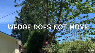 Hard leaning tree - advanced felling technique