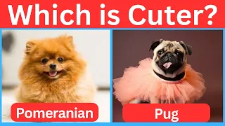 Pick the Cutest Dog🐶 | Which Dog is Cuter?