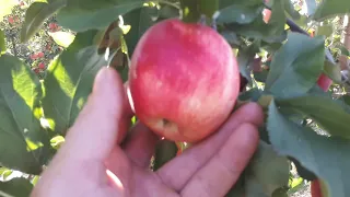 Самий вигідний єкспортний сорт  яблук в  Украіні