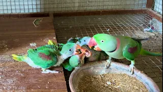 Talking Parrot baby Feeding time - Wow Amazing Father Full Care Babies Parrot #alexander