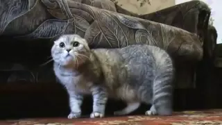 Cat saying "OH NO NO NO.." / Gato diciendo "OH NO NO NO..."