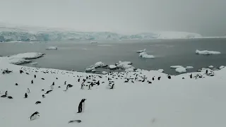 Sounds of Penguins