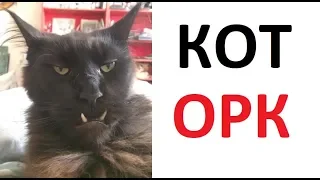 Лютые приколы. Кот - ОРК !