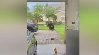 'Going through my fridge I see': Florida man finds bear going through his fridge