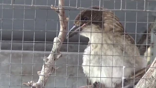 История Птички Тук Тук. Пожары в Австралии. Baby Butcher Bird Tuk Tuk.. Bush Fiers in Australia..