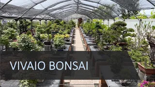 VIVAIO BONSAI - Dove acquistare bonsai e prebonsai