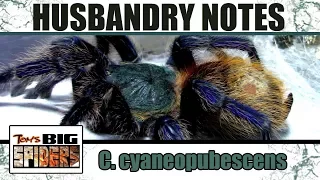 C. cyaneopubescens "GBB" Husbandry Notes
