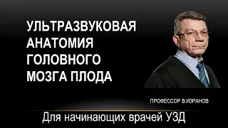 Ультразвуковая анатомия головного мозга плода. Запись 26.08.2021 г.