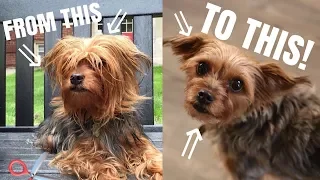 HOW I CUT MY DOGS HAIR WITH ONLY SCISSORS! DIY DOG GROOMING | diiixonn