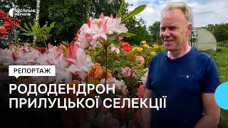 У Прилуках завершують створення першого в Україні нового сорту рододендрона: що відомо