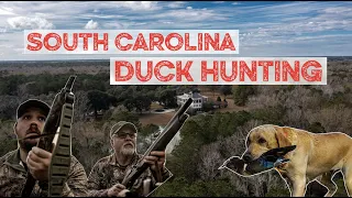 South Carolina Plantation Duck Hunt!  Wood Ducks Galore