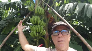 How To Brace and Support Banana Plants So they do not collapse the plant.